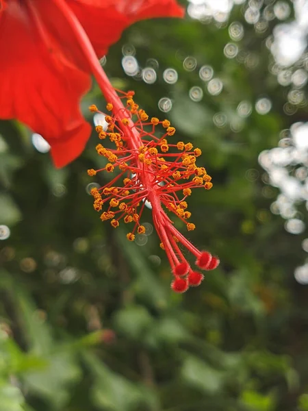 Ботанічний Постріл Квіти Крупним Планом — стокове фото