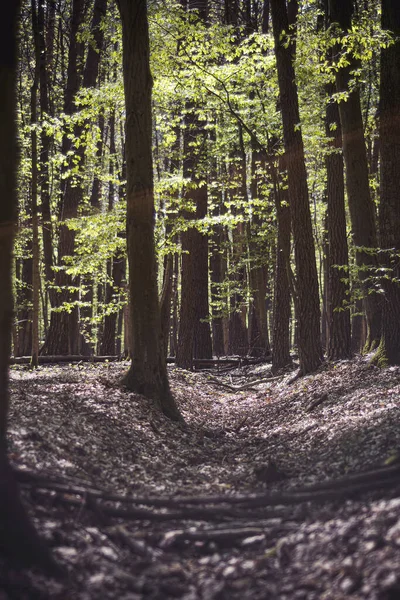 Ліс Вранці — стокове фото