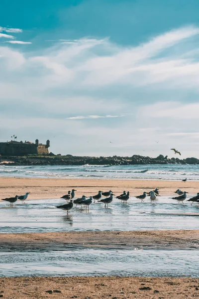 Meeresküste Mit Möwen Strand — Stockfoto