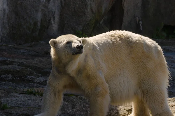 Orso Polare Nello Zoo — Foto Stock