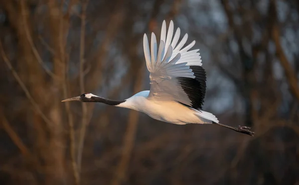 Ένα Κοντινό Πλάνο Ενός Λευκού Egret Που Πετά — Φωτογραφία Αρχείου