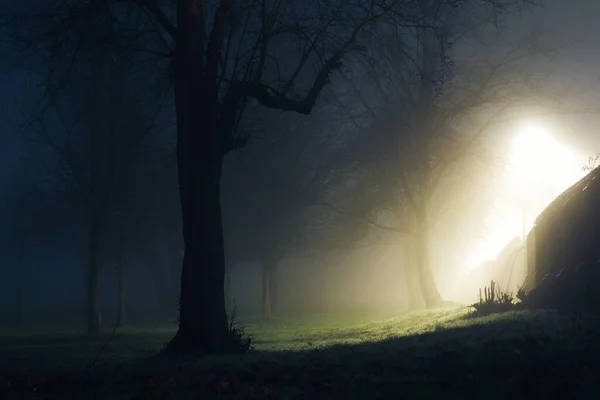 beautiful night landscape with trees and fog