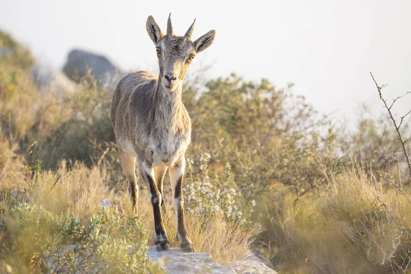 Closeup Shot Goat — Stock Photo, Image