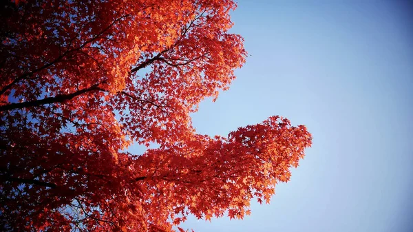 Красивый Осенний Клен Листья Фона — стоковое фото