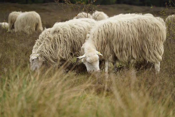 Ovelhas Pasto — Fotografia de Stock
