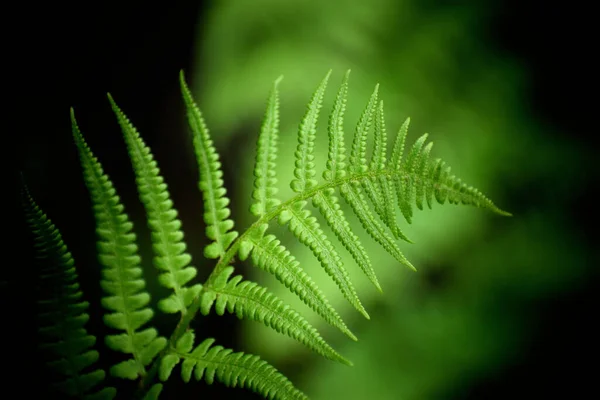 Hojas Verdes Jardín — Foto de Stock