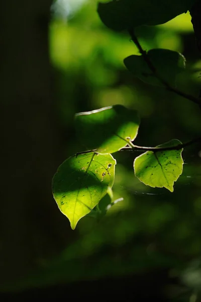 Folhas Verdes Bonitas Jardim — Fotografia de Stock
