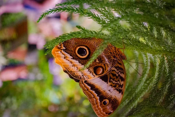 Hermosa Mariposa Sobre Fondo Verde — Foto de Stock