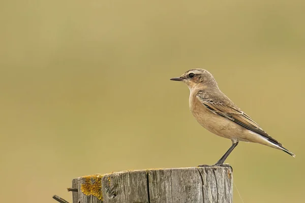 Vue Rapprochée Petit Oiseau — Photo