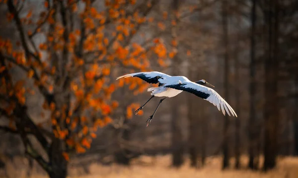 Ένα Κοντινό Πλάνο Ενός Λευκού Egret Που Πετά — Φωτογραφία Αρχείου