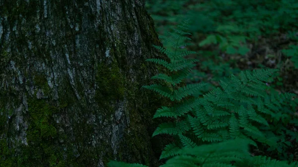 Feuilles Fougère Verte Dans Forêt — Photo