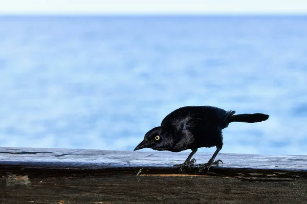 Ein Vogel Strand — Stockfoto