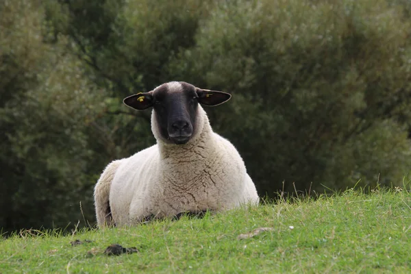 Får Ängen — Stockfoto