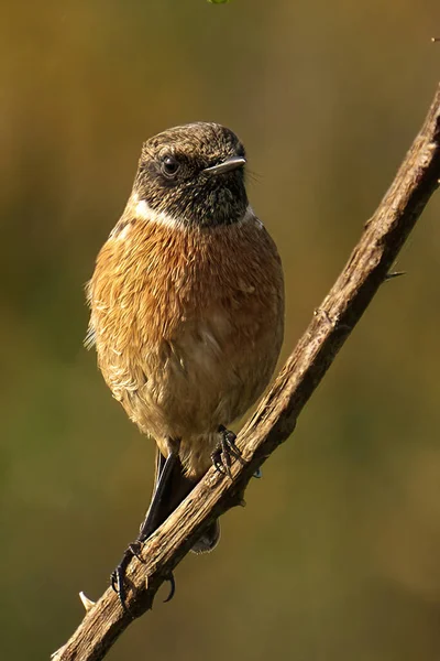 Detailní Pohled Malého Ptáčka — Stock fotografie