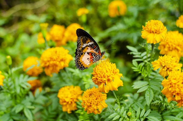 Schmetterling Auf Gelben Blumen — Stockfoto