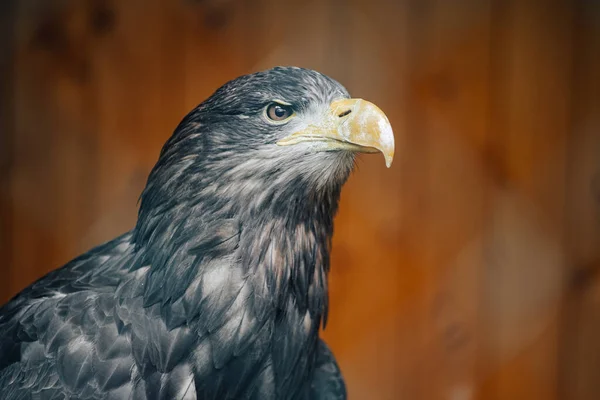 Vue Panoramique Bel Aigle Oiseau Plein Air — Photo