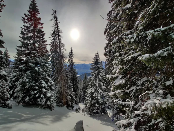 美丽的冬季风景 白雪覆盖的树木 — 图库照片