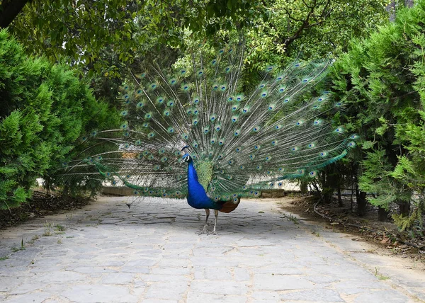 Pavão Com Olhos Penas Azuis — Fotografia de Stock