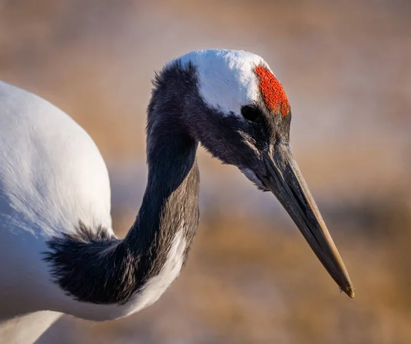 Een Close Shot Van Witte Zilverreigers — Stockfoto