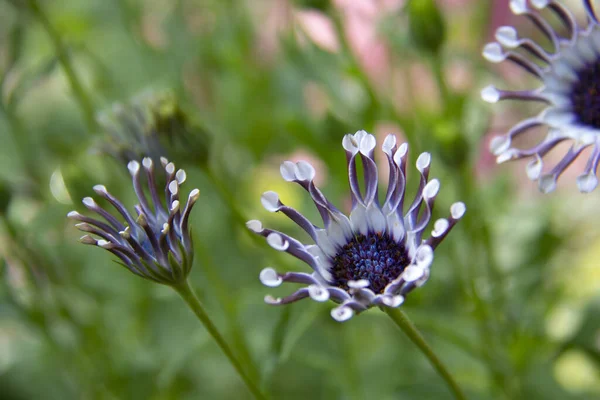 Beautiful Flowers Garden — Stock Photo, Image