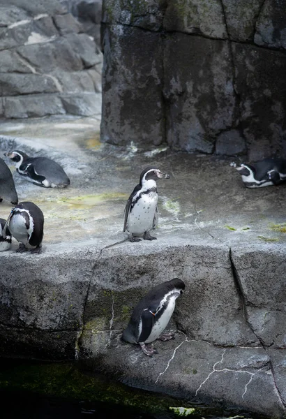 Pinguins Pedra Jardim Zoológico — Fotografia de Stock