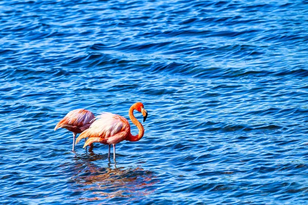 Beautiful Flamingos Water — Stock Photo, Image