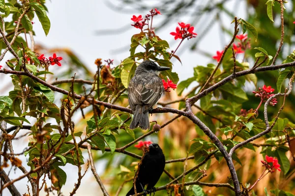 Pássaro Está Sentado Galho Uma Árvore Natureza — Fotografia de Stock