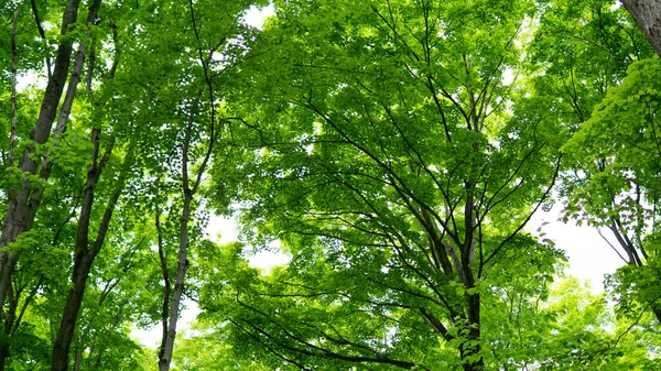 Groene Bomen Het Bos — Stockfoto
