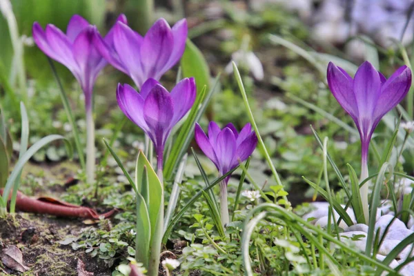 Botanik Çekim Çiçekler Yakın Çekim — Stok fotoğraf