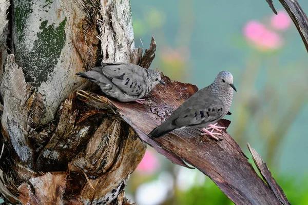 Primo Piano Bellissimo Uccello — Foto Stock