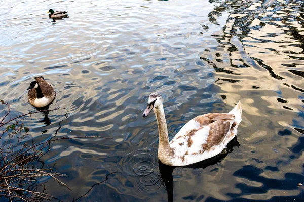 Hermosos Cisnes Blancos Nadando Lago — Foto de Stock