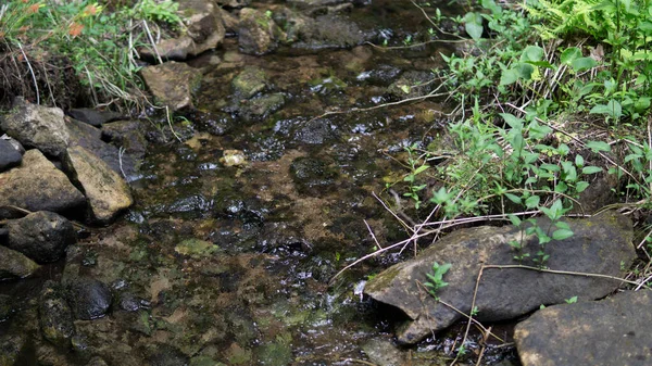 地面にある緑の苔は — ストック写真