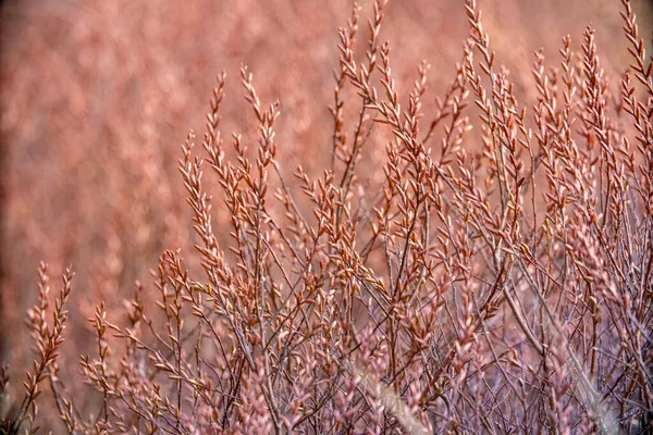 畑の乾いた草は — ストック写真