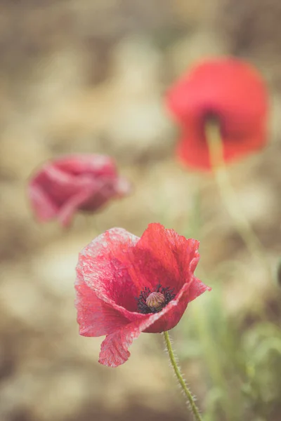 Campo Amapola Roja Con Hermosa Luz Enfoque Selectivo — Foto de Stock