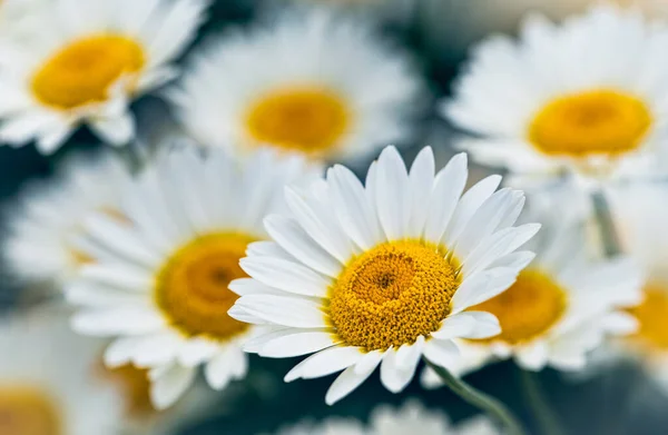 Mooie Witte Madeliefje Met Bloemen Kamille — Stockfoto
