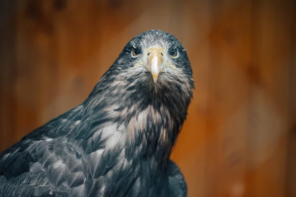 Мальовничий Вид Красивого Птаха Орла Відкритому Повітрі — стокове фото