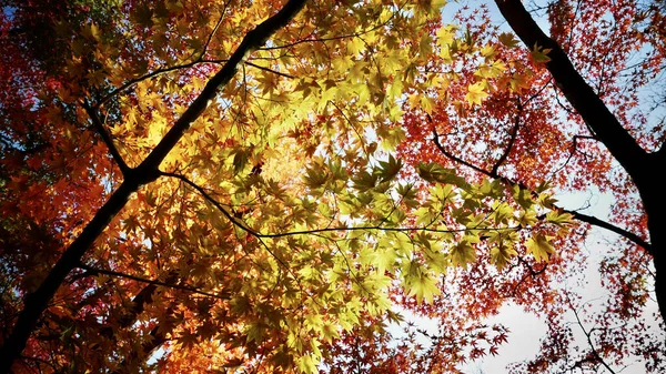 Mooie Herfst Esdoorn Bladeren Achtergrond — Stockfoto