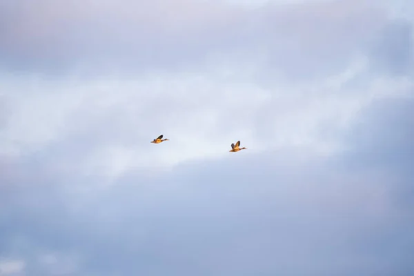在空中放飞海鸥 — 图库照片