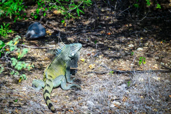 Detailní Záběr Zeleného Leguána Skále — Stock fotografie