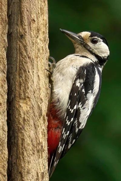 美しい鳥や自然動物 — ストック写真