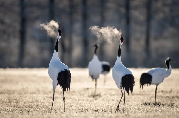 Weißstorch Auf Dem Feld — Stockfoto