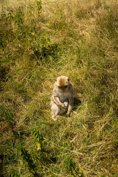 Nahaufnahme Eines Niedlichen Pelzigen Makaken Der Auf Einem Gras Sitzt — Stockfoto