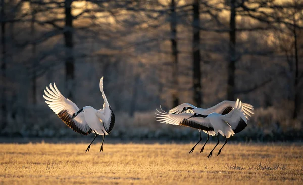 Egy Közelkép Fehér Egrets — Stock Fotó