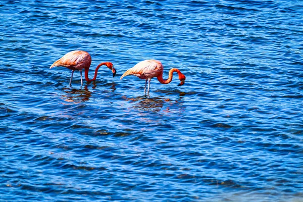 Większe Flamingi Park Narodowy Walvis Kalifornia — Zdjęcie stockowe