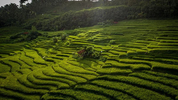Green Rice Field Morning — Stock Photo, Image