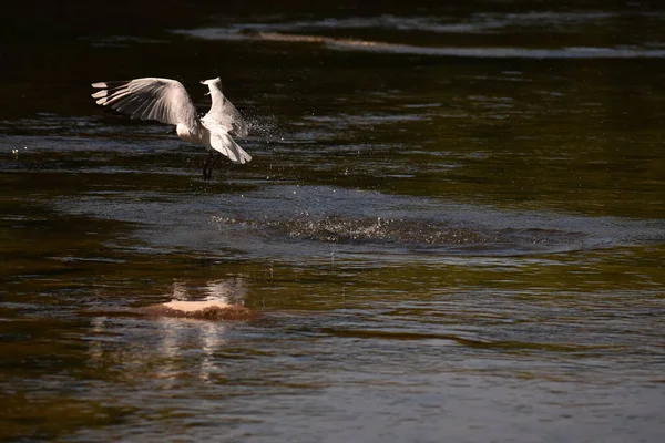 Mouette Volant Dans Eau — Photo