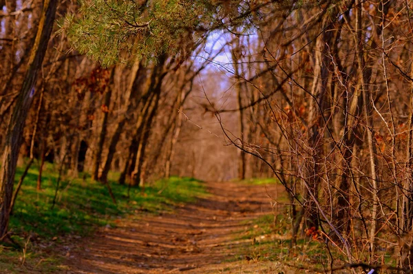 Schöner Herbstwald Mit Bäumen Und Blättern — Stockfoto