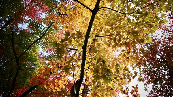 Piękne Autumn Klonowe Listowie Tło — Zdjęcie stockowe