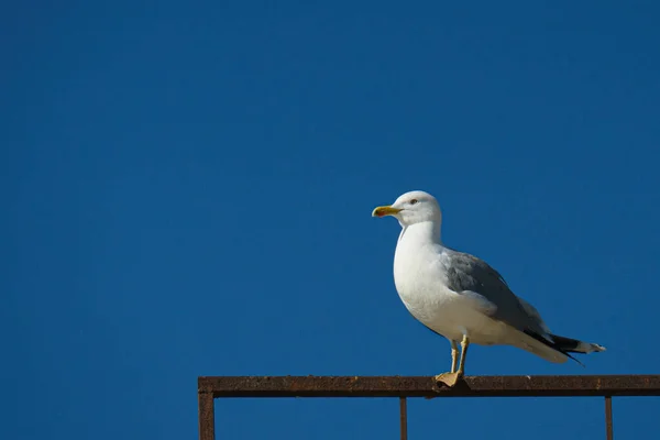 Gaivota Praia — Fotografia de Stock