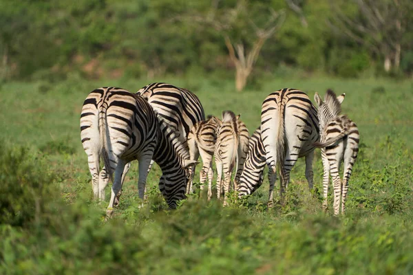 Zebra Savannah Kenya — Stock Photo, Image